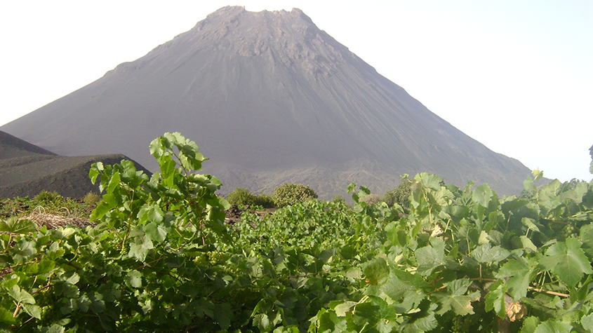 Vineyard with volcano in the background