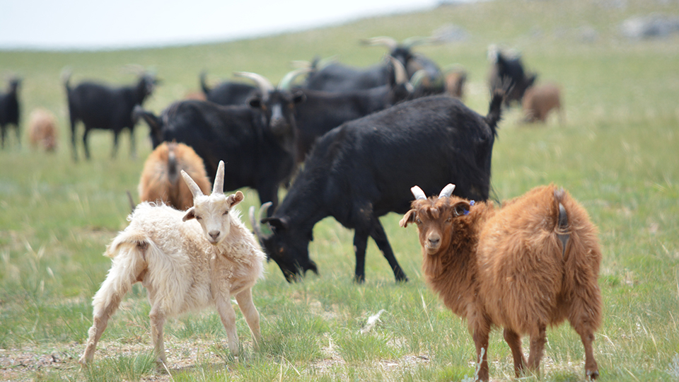 Zuzu’s cashmere goats in a field
