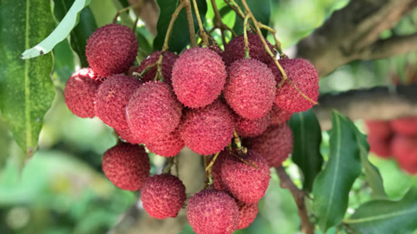 A grape of red litchee hanging from a branch