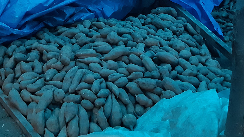 Ground apples on the floor after harvesting