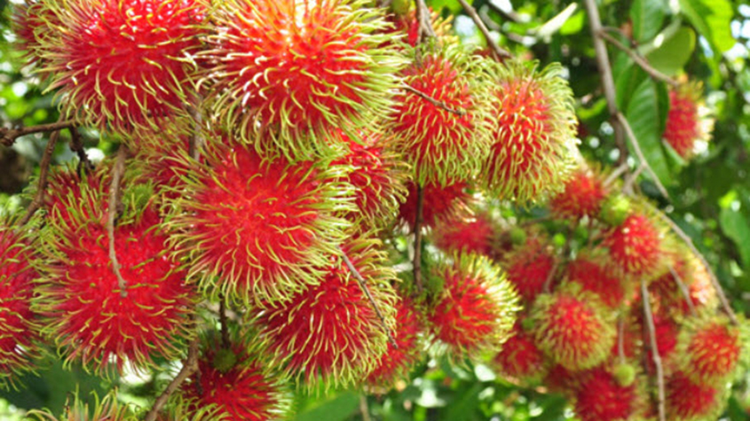 Nasan Rongrien Rambutan, a round fruit from Thailand