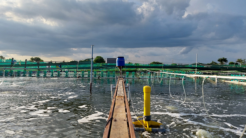 A large shrimp pond with a wooden passageway in the middle, and equipped with a yellow floating sensor