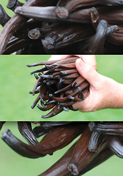 Three tiered picture showing vanilla beans and vanilla beans being held by two hands
