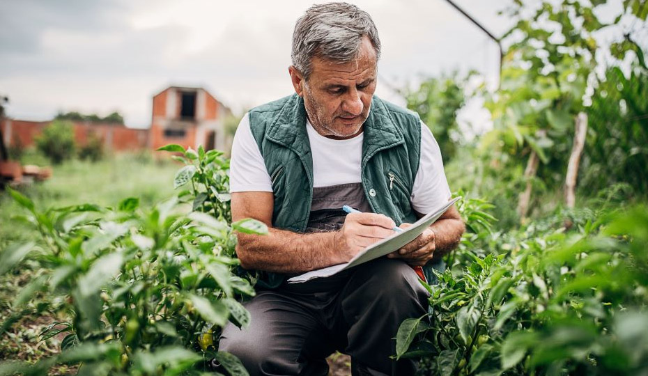 Man kneeling down in field examining plants