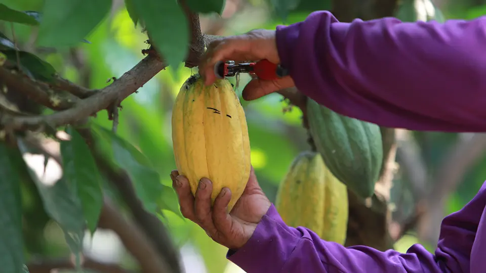 Cocoa pod harvesting  