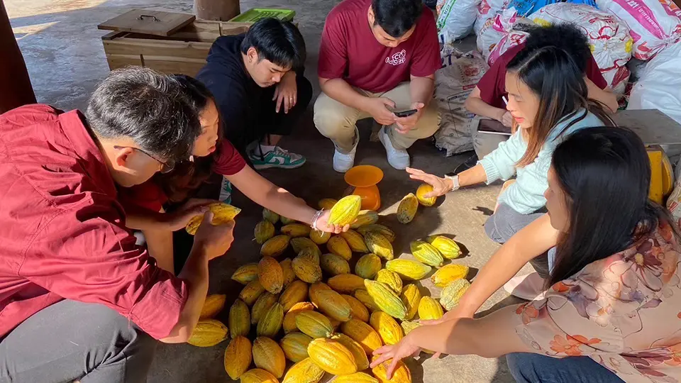 Farmers and researchers sorting cocoa pods