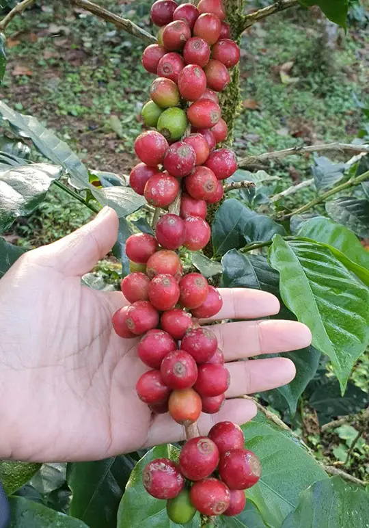 Coffee cherries on a branch
