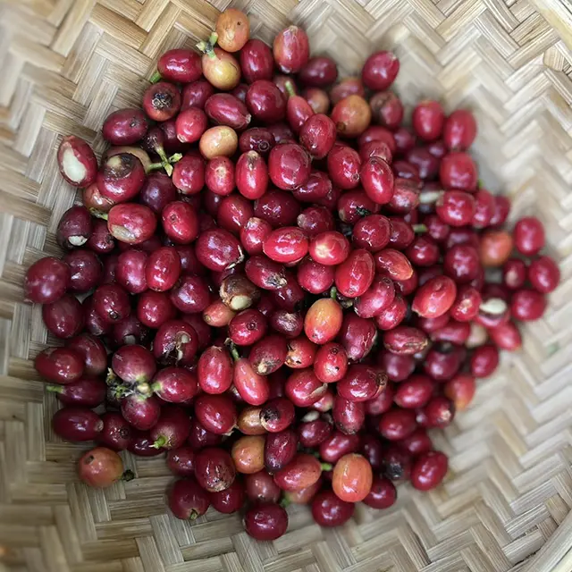 Hillkoff coffee cherries in basket