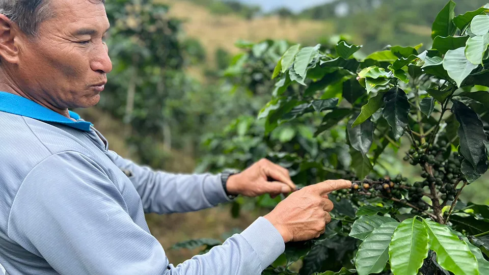A farmer picking coffee cherries