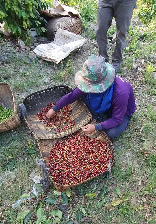 A farmer sorting coffee cherry in baskets