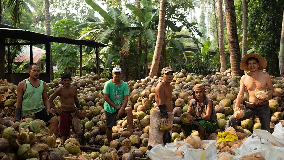 Several farmers with a large coconut harvest