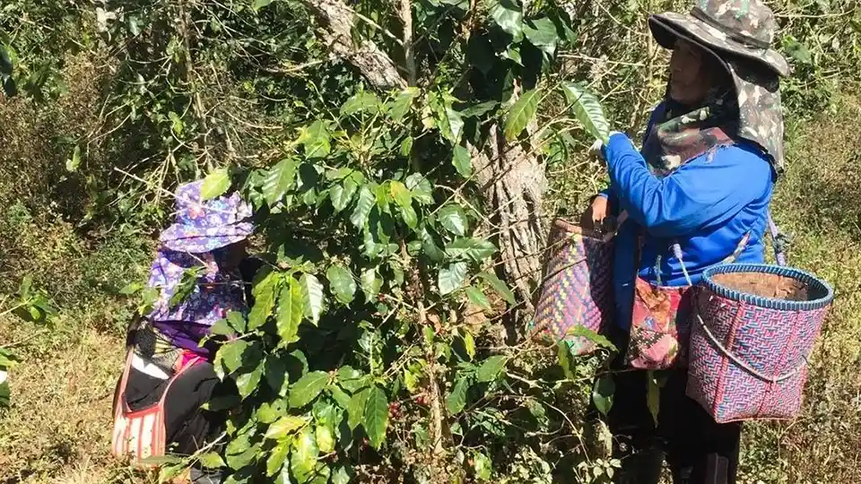 Two woman farmers picking coffee cherries