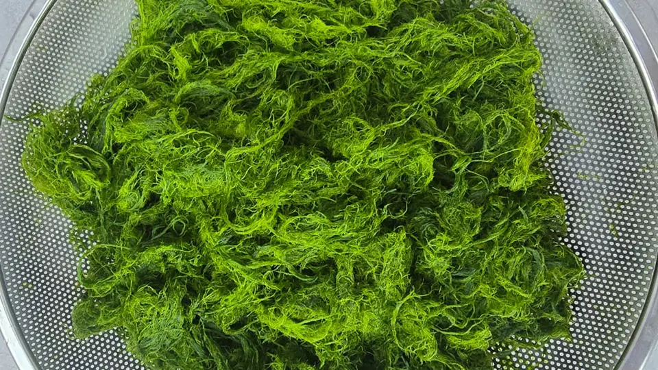 Close up of Kai riverweed