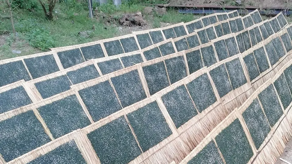 Layers of Kai riverweed drying on racks in the sun