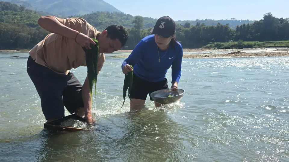 Two people collecting Kai riverweed, knee deep in the river