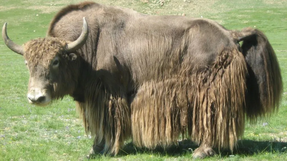 A Mongolian yak
