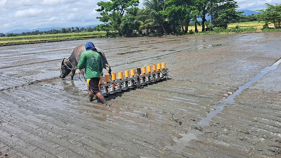The Palatak Palay Seeder 2+ manned by a farmer and a water buffalo