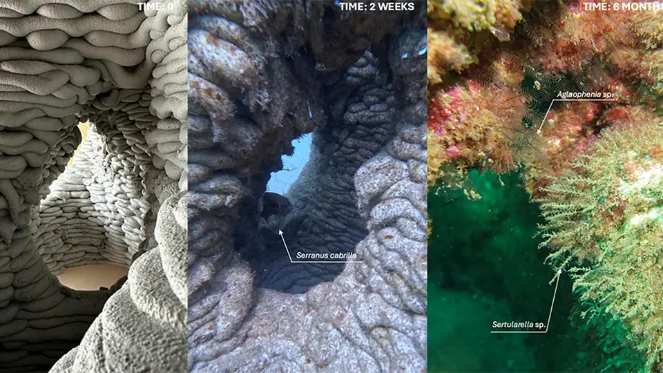 The progressive colonization of an artificial reef over time