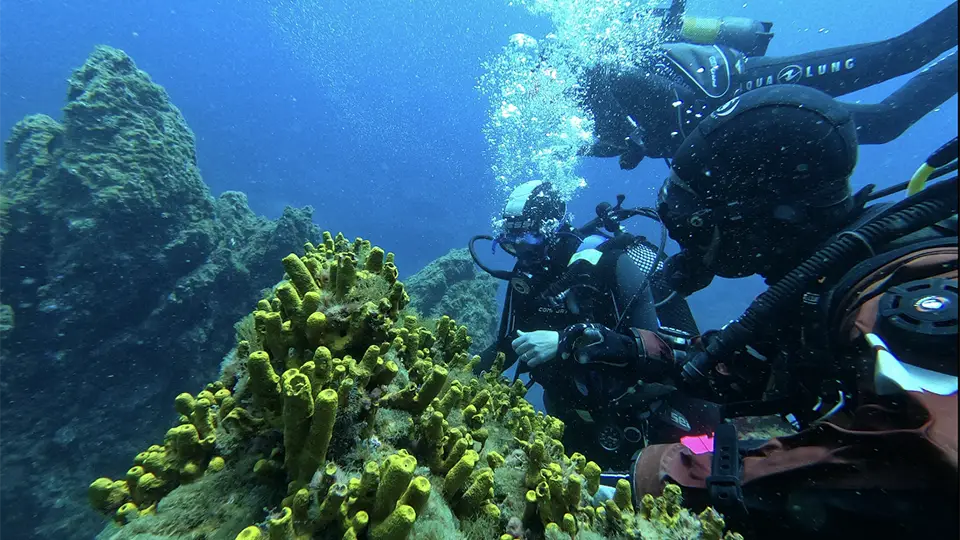 Underwater Gardens International divers