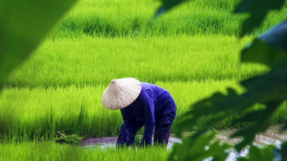 Viet Nam farmer on a rice paddy