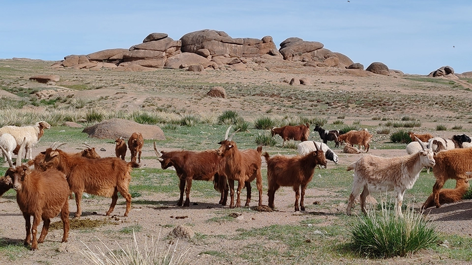 cashmere goats grazing on the steppes of Mongolia