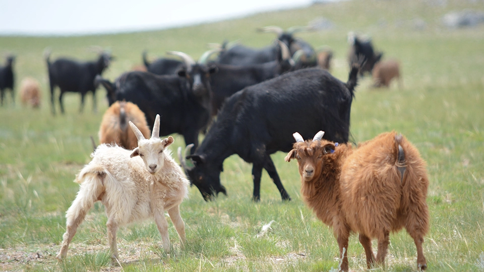 Zuzu’s cashmere goats in a field