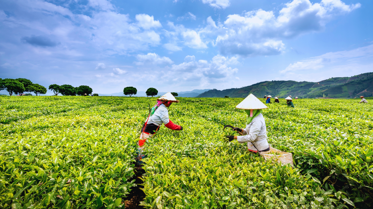 upov-newsletter-june-2025